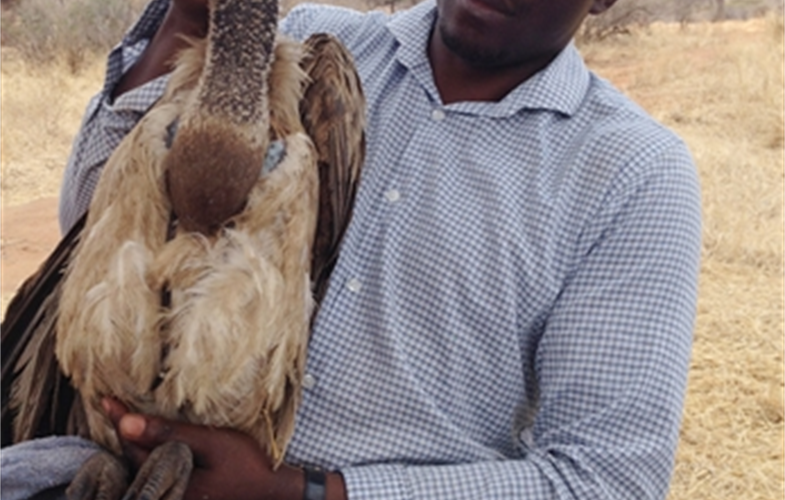 msafiri vulture, wcs cap